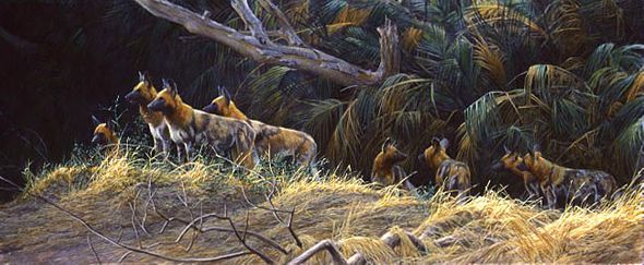 Robert Bateman Limited Edition Print: "Painted Dogs"