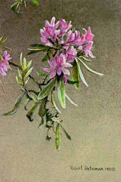 Robert Bateman Limited Edition Print: "Rhododendron Study"