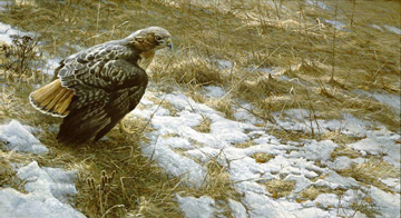 Robert Bateman Artist Signed and Numbered Limited Edition Print:"Spring Thaw-Red-Tailed Hawk"