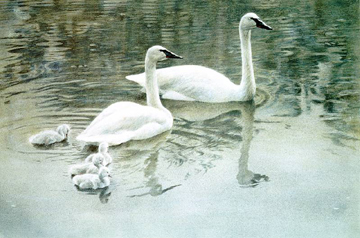Robert Bateman Limited Edition Print:"Trumpeter Swan Family"
