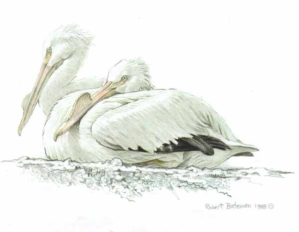 Robert Bateman Limited Edition Print: "White Pelican"