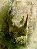 Robert Bateman Limited Edition Print:"White Rhinoceros-Sappi"
