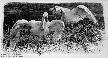 Robert Bateman Limited Edition Print:"Wide Horizon-Tundra Swans Premier Ed"