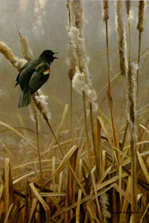 Robert Bateman Limited Edition Print:"Winter Cattails-Red-Winged Blackbird"