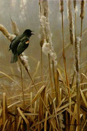 Robert Bateman Limited Edition Print:"Winter Cattails-Red-Winged Blackbird"