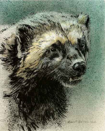 Robert Bateman Limited Edition Print:"Wolverine Predator Portfolio"