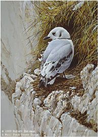 Robert Bateman Limited Edition Print:"Young Kittiwake"