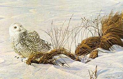 ROBERT BATEMAN  Secondary Market Art: "AFTERNOON GLOW OWL AP"