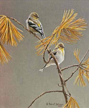 ROBERT BATEMAN  Secondary Market Art: "AMERICAN GOLDFINCH"