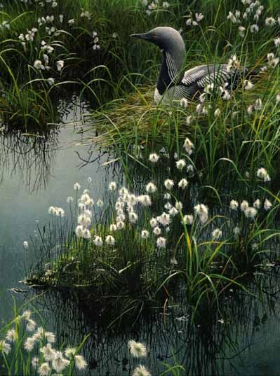 ROBERT BATEMAN  Secondary Market Art: "ARCTIC LOON COTTONGRAS"