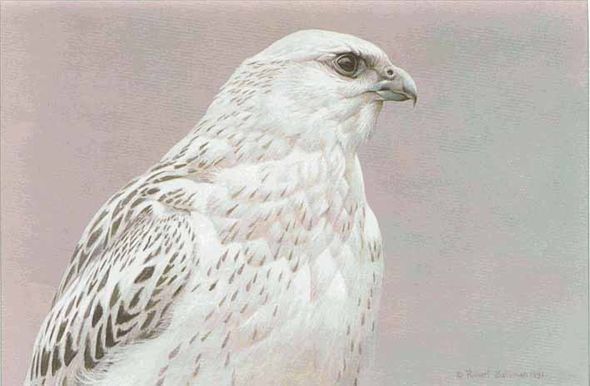 ROBERT BATEMAN  Secondary Market Art: "ARCTIC PORTRAIT GYRFAL"