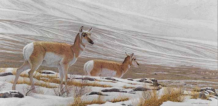 ROBERT BATEMAN  Secondary Market Art: "BIG COUNTRY ANTELOPE"