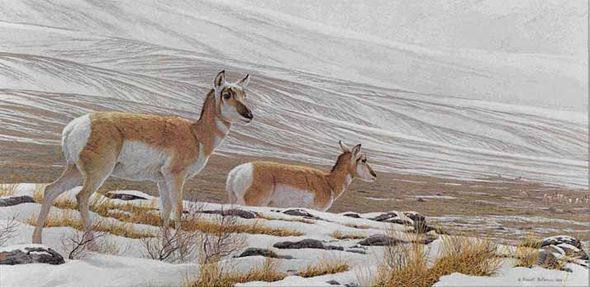 ROBERT BATEMAN  Secondary Market Art: "BIG COUNTRY ANTELOPE"