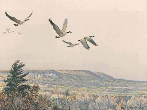 ROBERT BATEMAN  Secondary Market Art: "CANADA GEESE O/ESCARP"