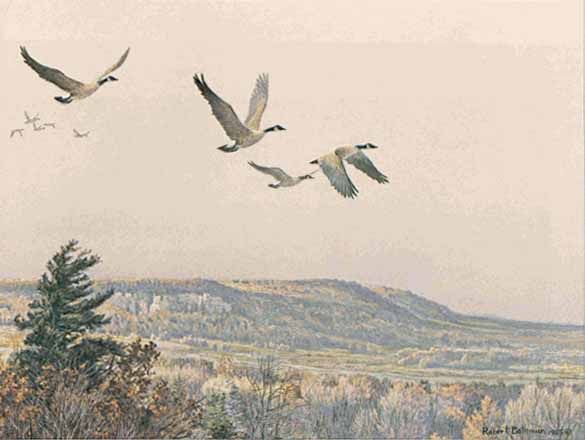 ROBERT BATEMAN  Secondary Market Art: "CANADA GEESE O/ESCARP"