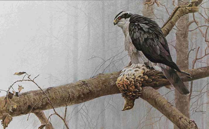 ROBERT BATEMAN  Secondary Market Art: "GOSHAWK & GROUSE"