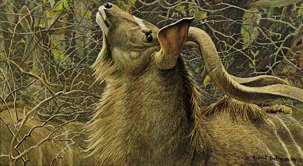 ROBERT BATEMAN  Secondary Market Art: "GREATER KUDU BULL AP"