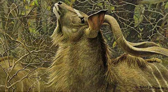 ROBERT BATEMAN  Secondary Market Art: "GREATER KUDU BULL AP"