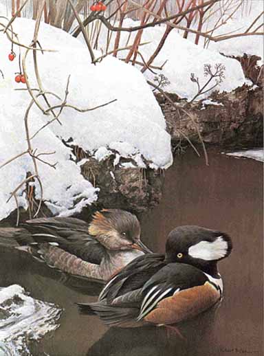 ROBERT BATEMAN  Secondary Market Art: "HOODED MERGANSER"