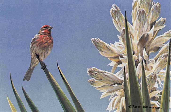 ROBERT BATEMAN  Secondary Market Art: "HOUSE FINCH & YUCCA"