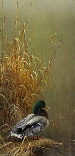 ROBERT BATEMAN  Secondary Market Art: "IN HIS PRIME MALLARD"