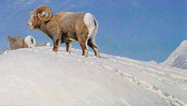 ROBERT BATEMAN  Secondary Market Art: "LAST LOOK BIGHORN"