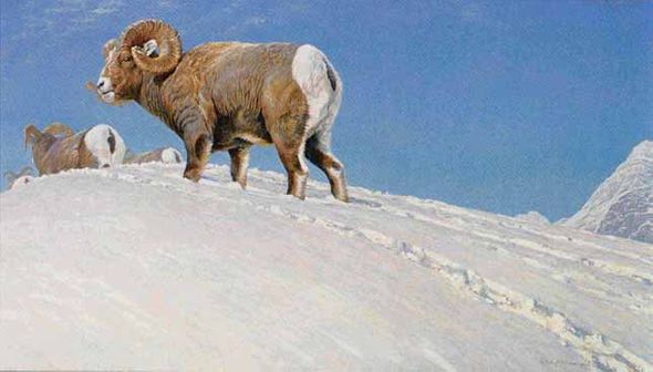 ROBERT BATEMAN  Secondary Market Art: "LAST LOOK BIGHORN"