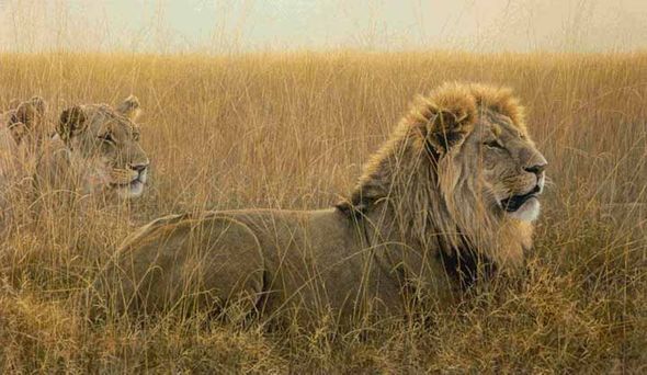 ROBERT BATEMAN  Secondary Market Art: "LIONS IN THE GRASS"