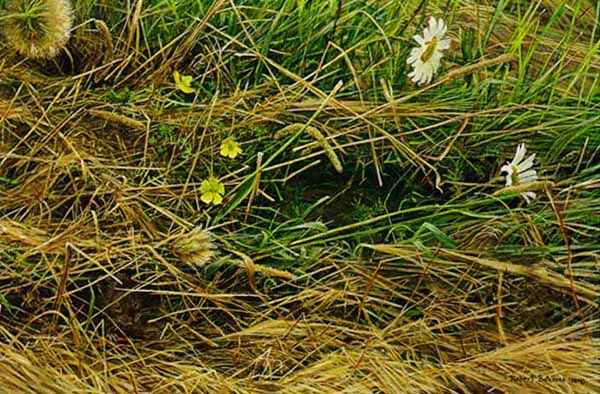 ROBERT BATEMAN  Secondary Market Art: "MOWED MEADOW"