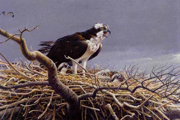 ROBERT BATEMAN  Secondary Market Art: "OSPREY FAMILY"