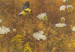 ROBERT BATEMAN  Secondary Market Art: "QUEEN ANNES LACE"