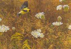 ROBERT BATEMAN  Secondary Market Art: "QUEEN ANNES LACE"