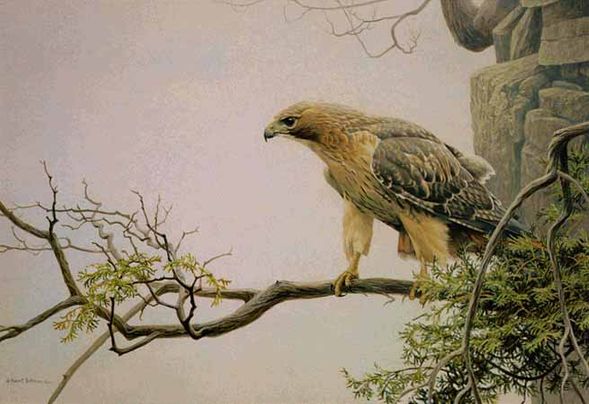 ROBERT BATEMAN  Secondary Market Art: "REDTAIL HAWK STUDY BZ"