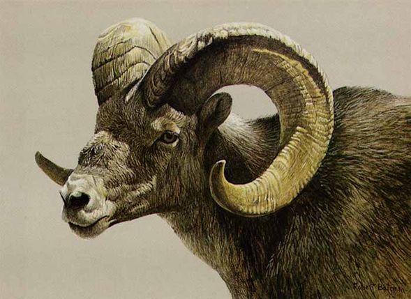 ROBERT BATEMAN  Secondary Market Art: "STONE SHEEP RAM"