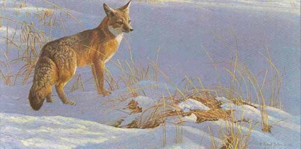 ROBERT BATEMAN  Secondary Market Art: "SWIFT FOX STUDY"