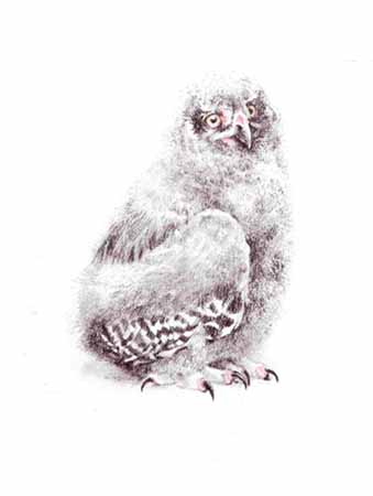 ROBERT BATEMAN  Secondary Market Art: "YOUNG SNOWY OWL"