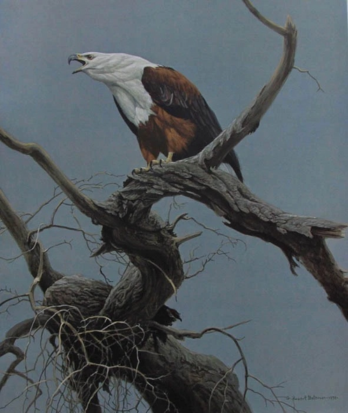 Robert Bateman Signed and Numbered Limited Edition Lithograph: "African Fishing Eagle"