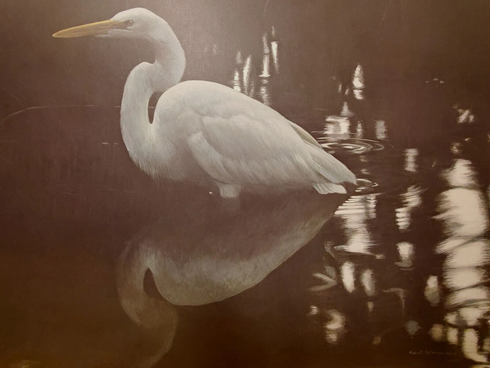 Robert Bateman Signed and Numbers Limited Edition Lithograph: "Mangrove Shadow - Common Egret"
