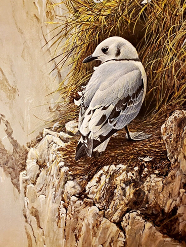 Robert Bateman Signed and Numbers Limited Edition  Lithograph: "Young Kittiwake"