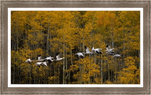 Robert Dawson 23.50 x 41.50 Canvas Giclee Art:"Headed South"