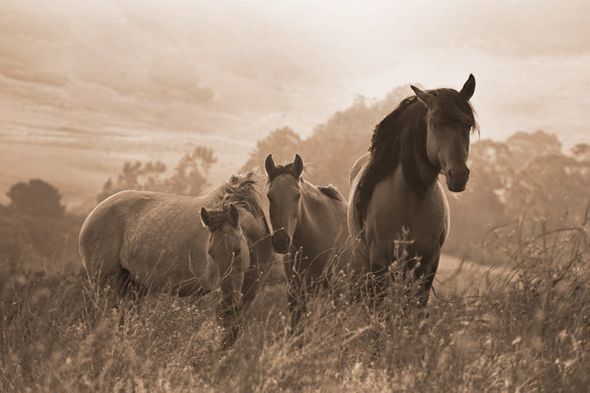 Robert Dawson 24 x 36 Open Edition Signed Giclee on Canvas:"One Spring Morning"