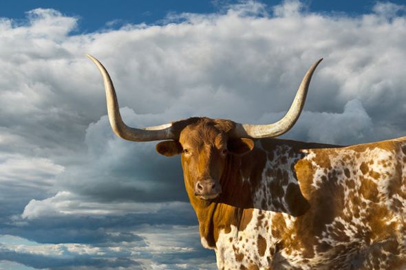 Robert Dawson 24 x 36 Open Edition Signed Giclee on Canvas:"Texas Longhorn"