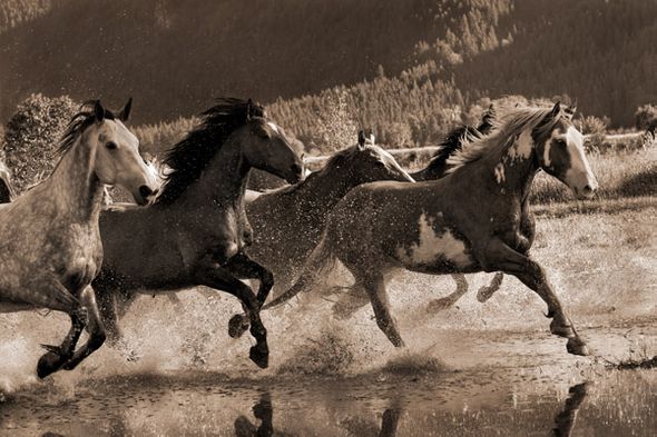 Robert Dawson 24 x 36 Open Edition Signed Giclee on Canvas:"The Big Race"