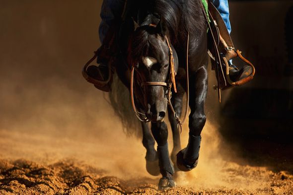 Robert Dawson 24 x 36 Open Edition Signed Giclee on Canvas:"The Reiner"