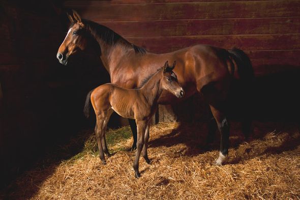 Robert Dawson 24 x 36 Open Edition Signed Giclee on Canvas:"Waiting for the New Boss"