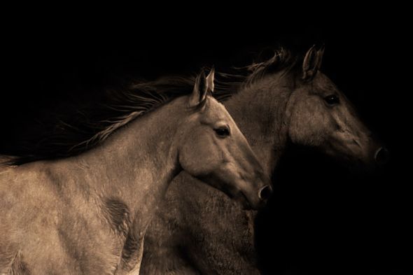 Robert Dawson 24 x 36 Open Edition Signed Giclee on Canvas:"Young Mustangs"