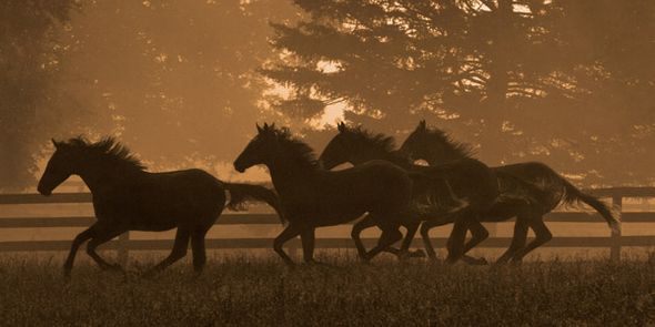 Robert Dawson 24 x 48 Open Edition Signed Giclee on Canvas:"Running For Home II"