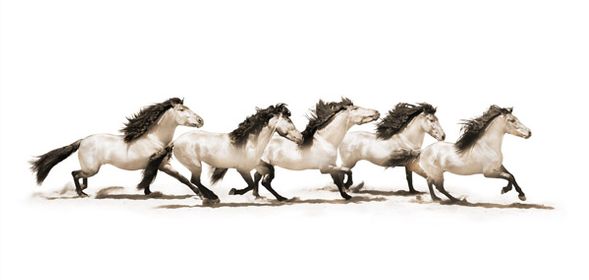 Robert Dawson 24 x 48 Open Edition Signed Giclee on Canvas:"The Buckskins"