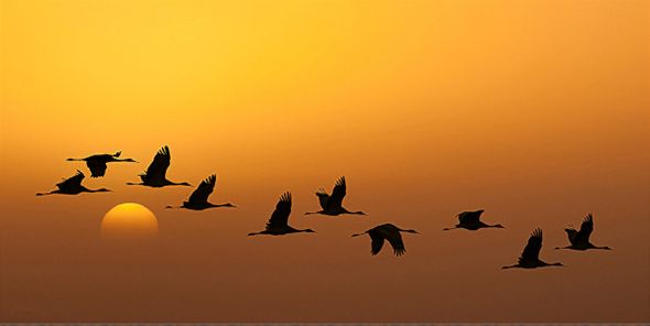 Robert Dawson 30 x 60 Open Edition Signed Giclee on Canvas:"Headed for Home"