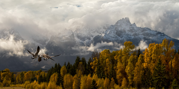 Robert Dawson 30 x 60 Open Edition Signed Giclee on Canvas:"Headed for the Clouds"